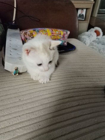 2 female kittens both female