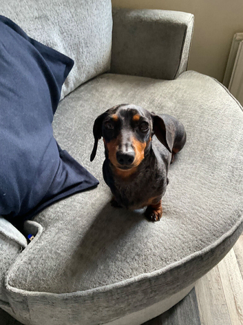 Daschund