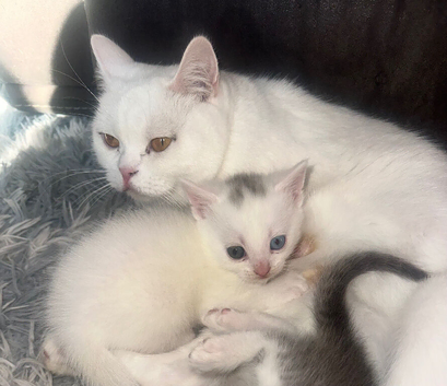 2 British short haired kittens READY NOW