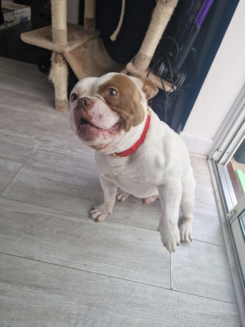 American pocket bully male