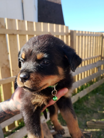 Rotweiller puppies