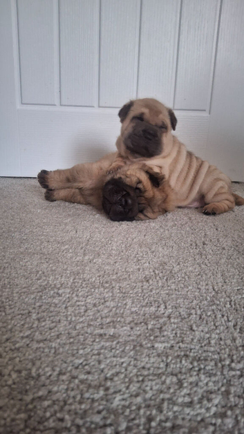 Male bear coat and brush coat Shar pei pups