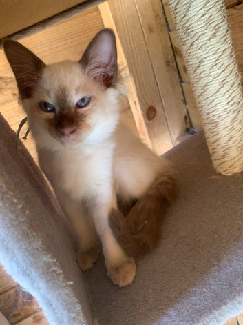 Traditional siamese 2 females