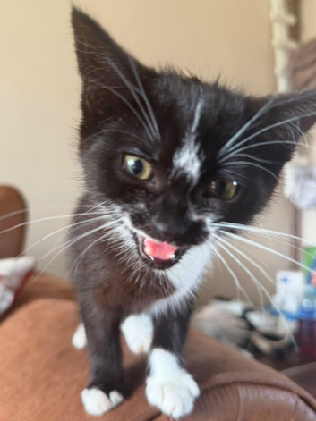 12 week old Female Kitten