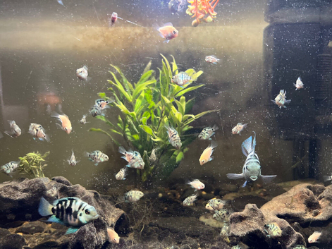 Polar Parrot Fry Available