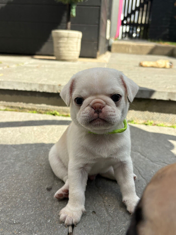 Kc registered pedigree pug puppies