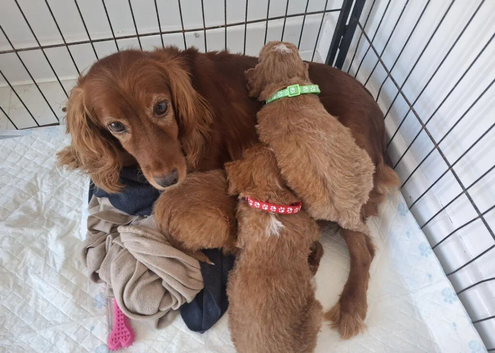 Cockapoo puppies