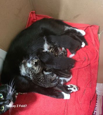 3 female kittens for sale
