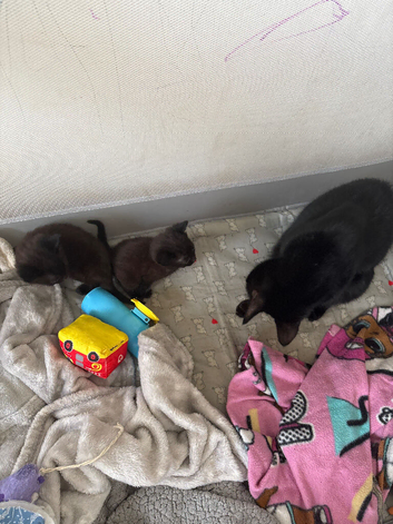 2 kittens for sale