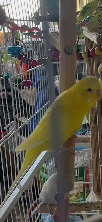 budgies