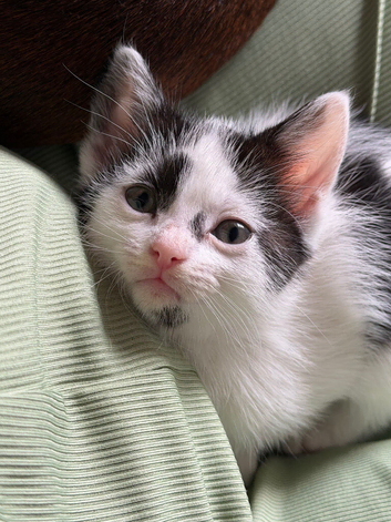 3 kittens
