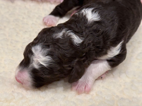Miniature Health Tested Bernedoodles