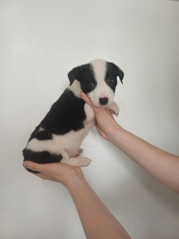 Puppies