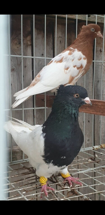 A pair of iranian pigeons for sale in Birmingham