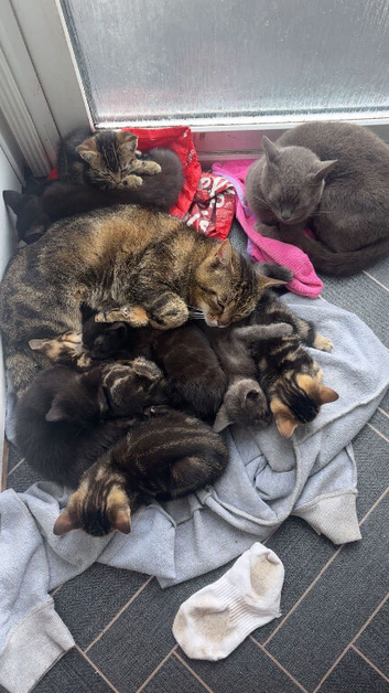 3 tabby&rsquo;s and 2 black kittens need homes!!