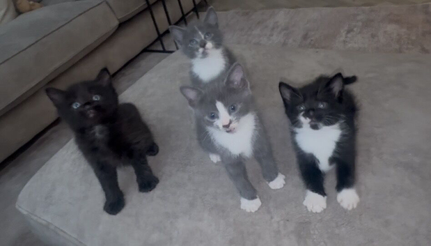 Kittens
