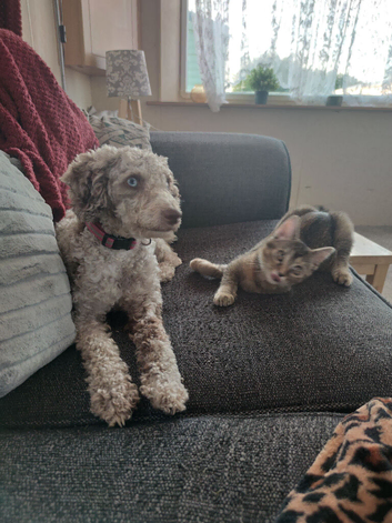 2 year old cockapoo