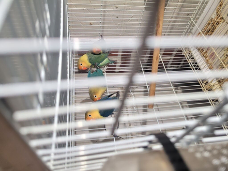 Lovebirds