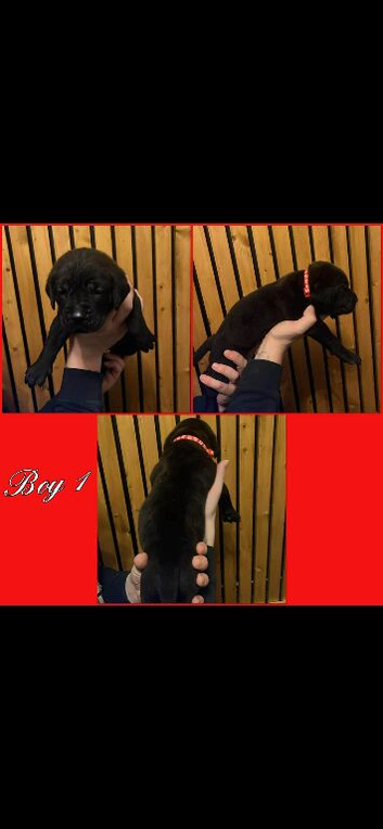 Chunky cane corso puppies blues/black/formentino