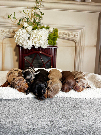 STUNNING KC REGISTERED MINI DACHSHUNDS PRA CLEAR