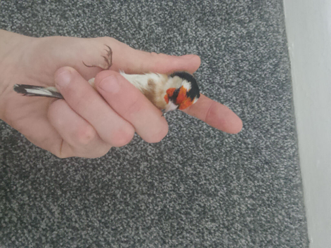 Goldfinch male