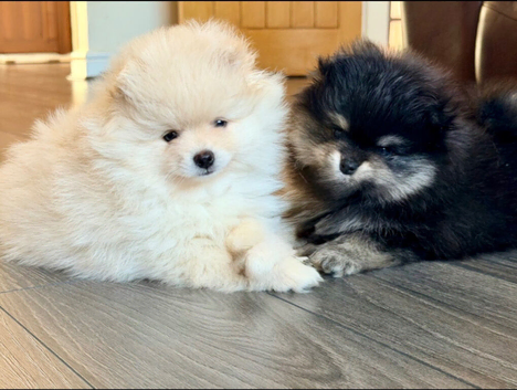 Luxury Pomeranian Puppies