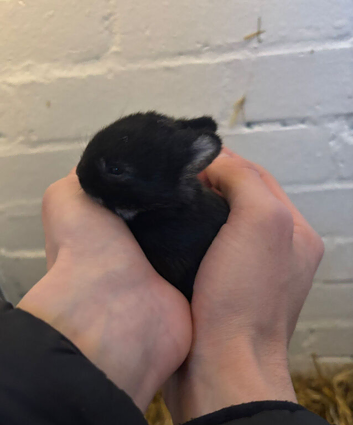 Pure Netherland Dwarf Bunnies