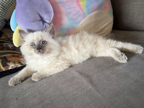 2 male ragdoll kittens left.