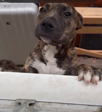Presa canario