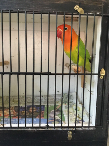 30 x Opaline Fischer lovebirds.