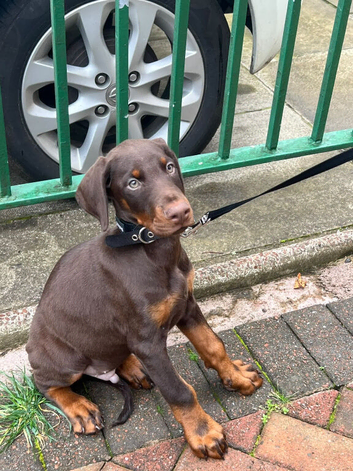 European Dobermann Male Brown & Tan