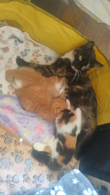 ️Beautiful kittens ready soon ️