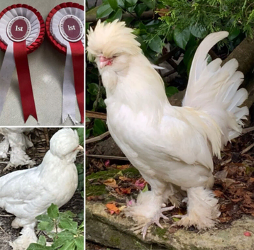 RARE WHITE SULTAN HATCHING EGGS PURE BREED Ornamental FANCY CRESTED BOOTED BOURNEMOUTH