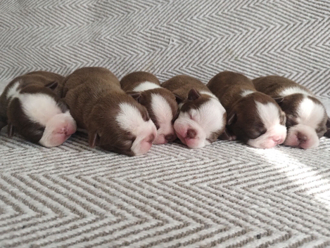 Gorgeous KC reg Boston terrier pups