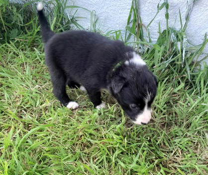 Border Collie puppies for sale