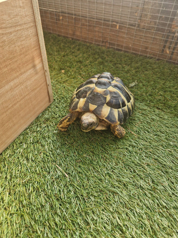 Hermann tortoise and full set up