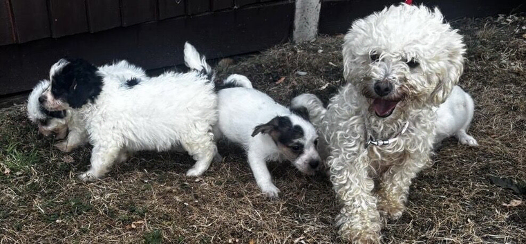 Beautiful bichion X Jack russle pups