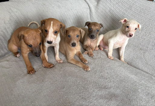 Gorgeous whippet puppies