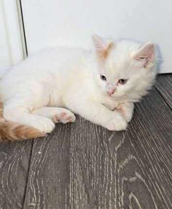 2 kitten available