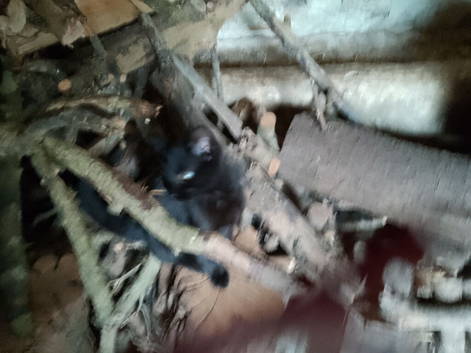 Beautiful, friendly, pkayful little boy kittens
