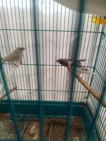 Zebra Finches for sale