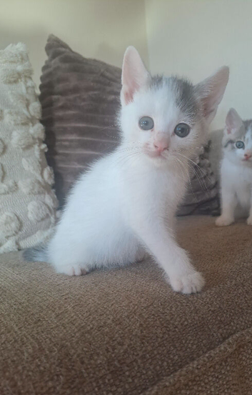 Male kitten