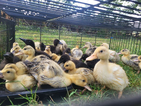 Ducklings Miniature appleyard