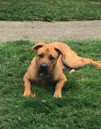 Boerbell x German shepherd