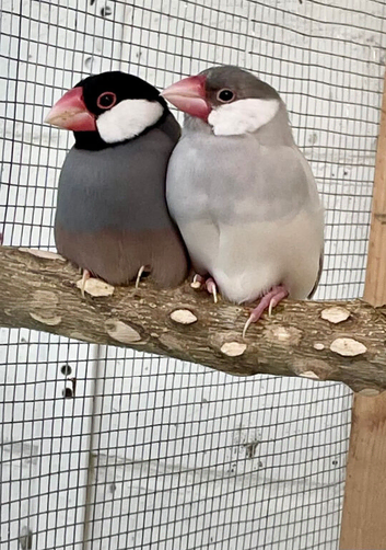 Java sparrows for new aviary home