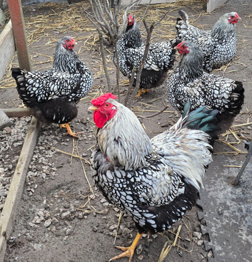 Silverlaced wyandotte hatching eggs