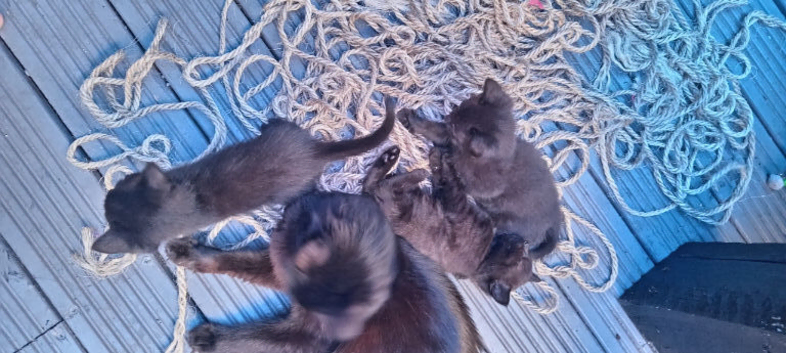 Litter of 4 black short hair kittens