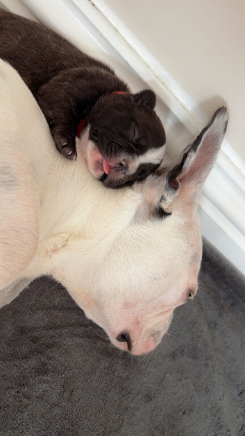French Bulldog Puppies