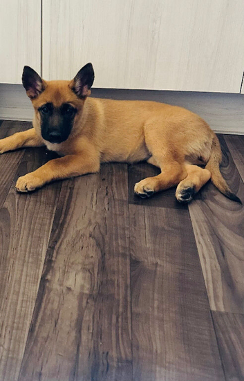 6 month old Belgian Malinois