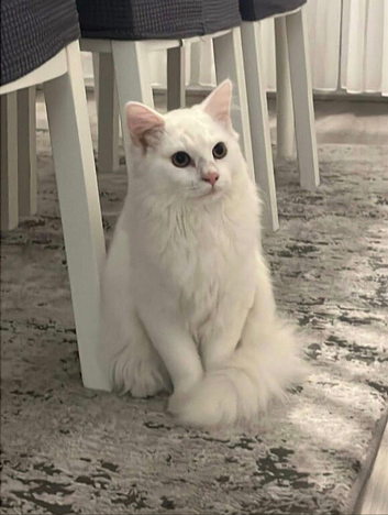 Two Beautiful Cats Looking for a Loving Home in Hackney
